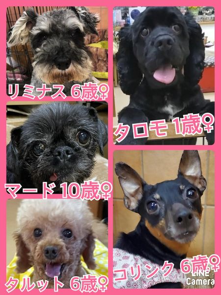 🐾今日の里親様募集中ワンコ🐶メンバーです🐾2022,6,26【保護犬カフェ天神橋店】